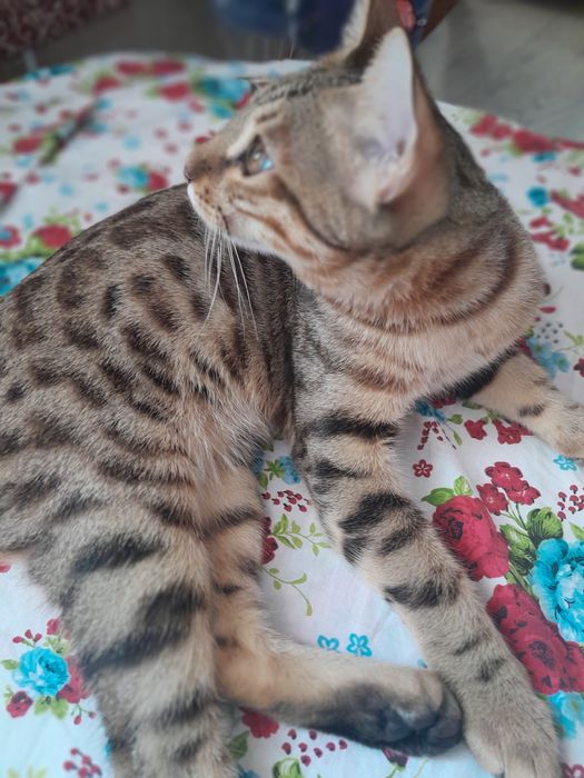 Котёнок Бенгальсаий чистокровный