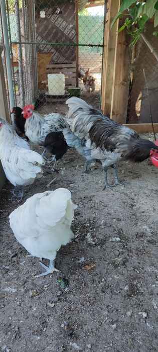 Vand Familie Australorp