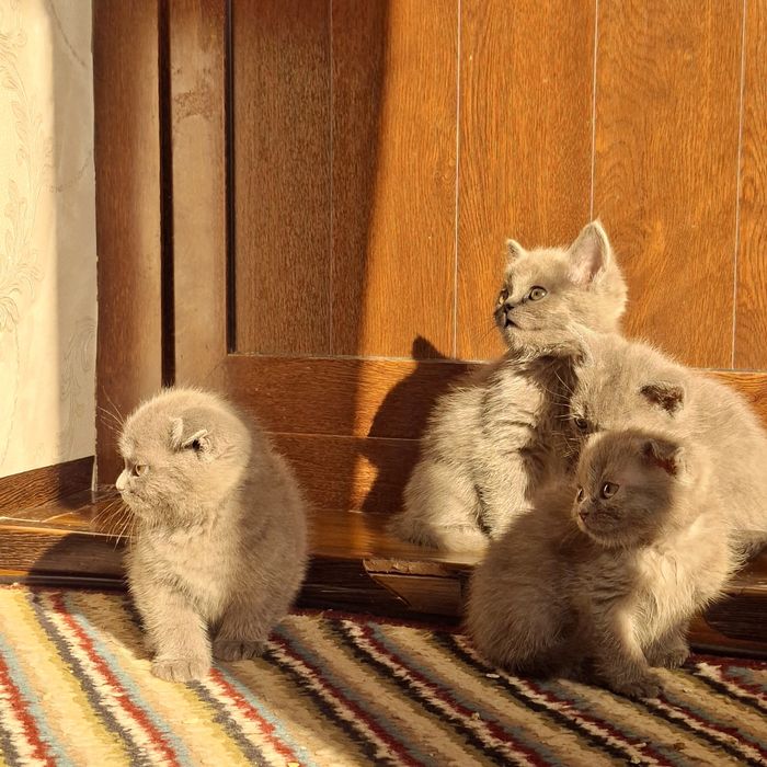 Шотландская кошка с 8 котятами