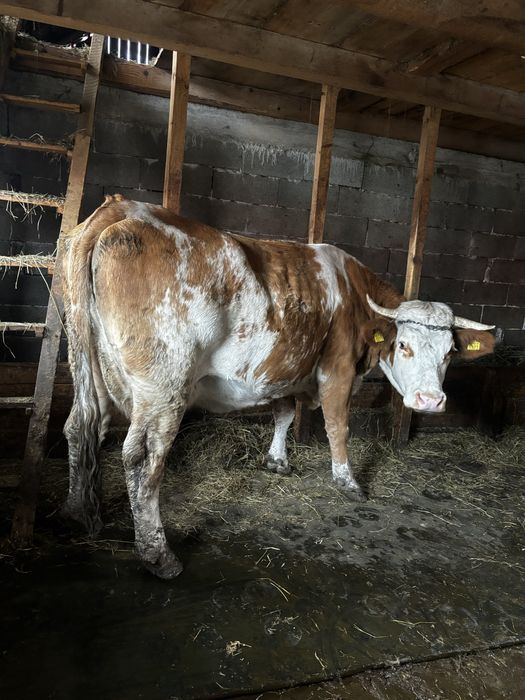 Vand vaca baltata gestanta 6 luni