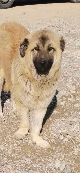 Adoptie adult metis ciobanesc