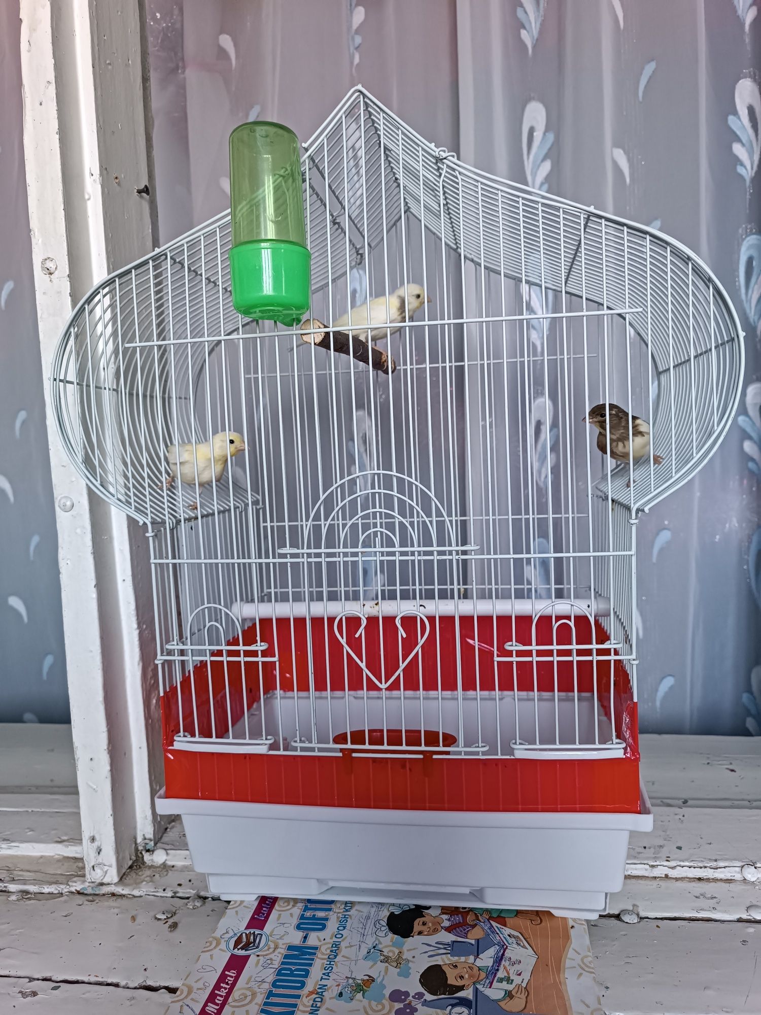 Продам Канареек !!!