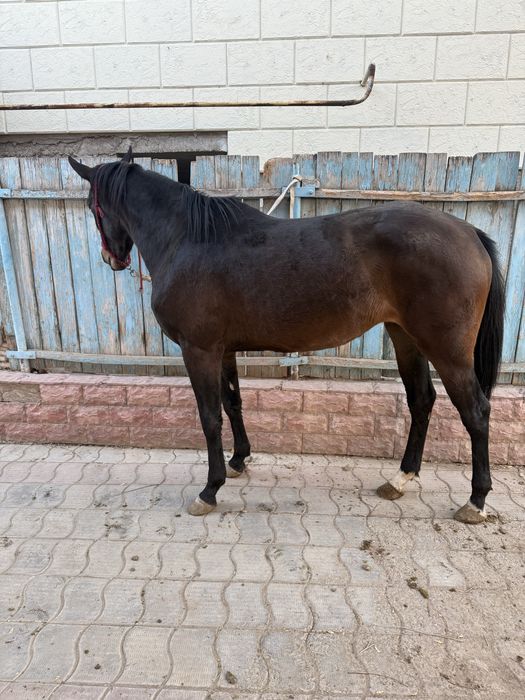 Коктемде 4 ке толады байтал полукровный агылшын