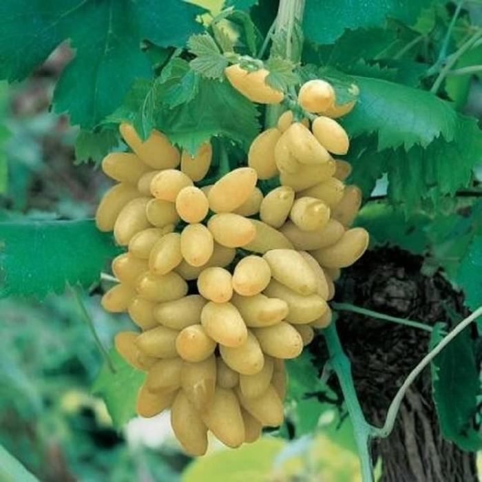 Vita de vie altoita si hibrida