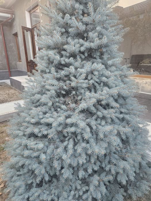 Голубое ель ёлка