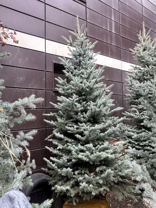 Живая Елка. Ёлка. Голубая Елка. Новогодный Елка. Зеленный Елка