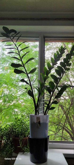 Растение Замиокулькас 2 горшка