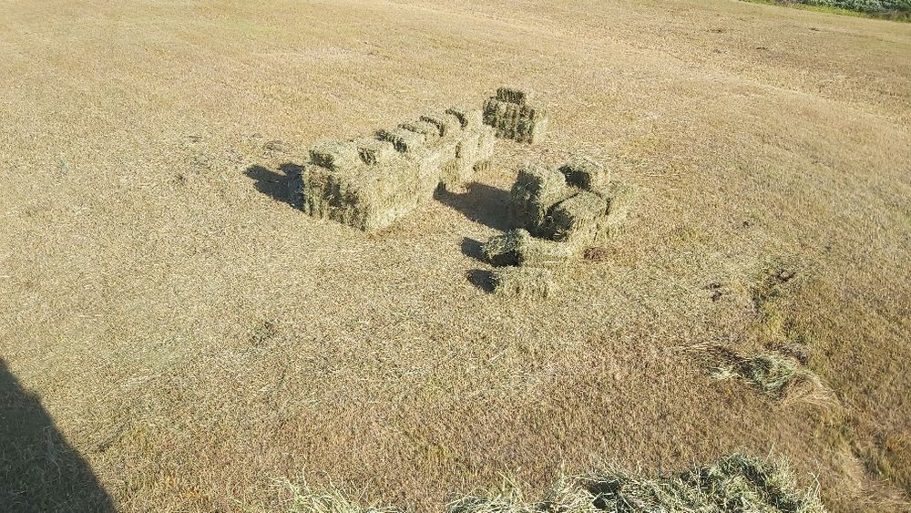 Продам сено  в тюках