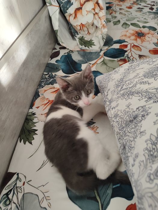 Отдам бесплатно котенка