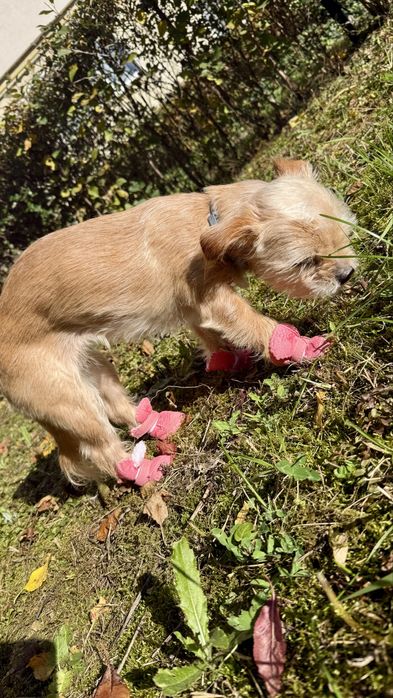 Papuci imblaniti de iarna pentru catei talie mica