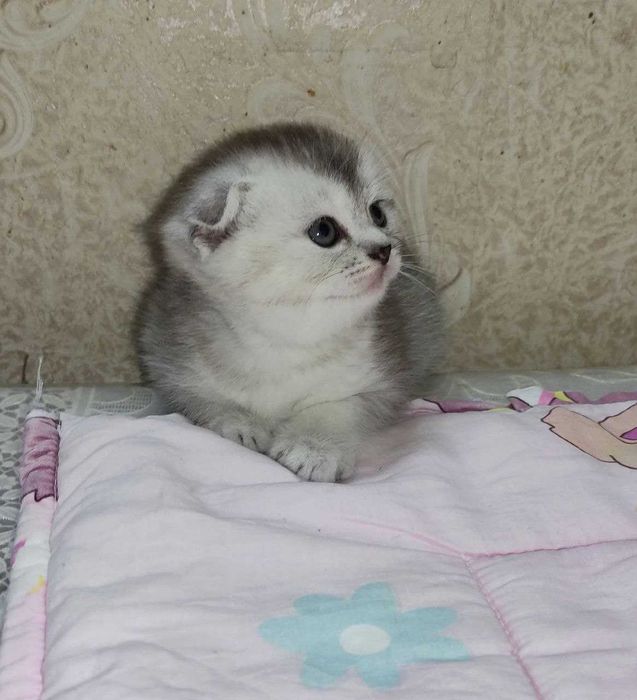 Продается котенок серебристая шиншила, мальчик.