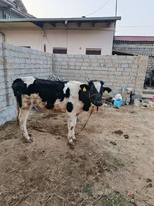 Asallomalekum g'unajin sotiladi