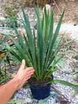 Yucca Filamentosa