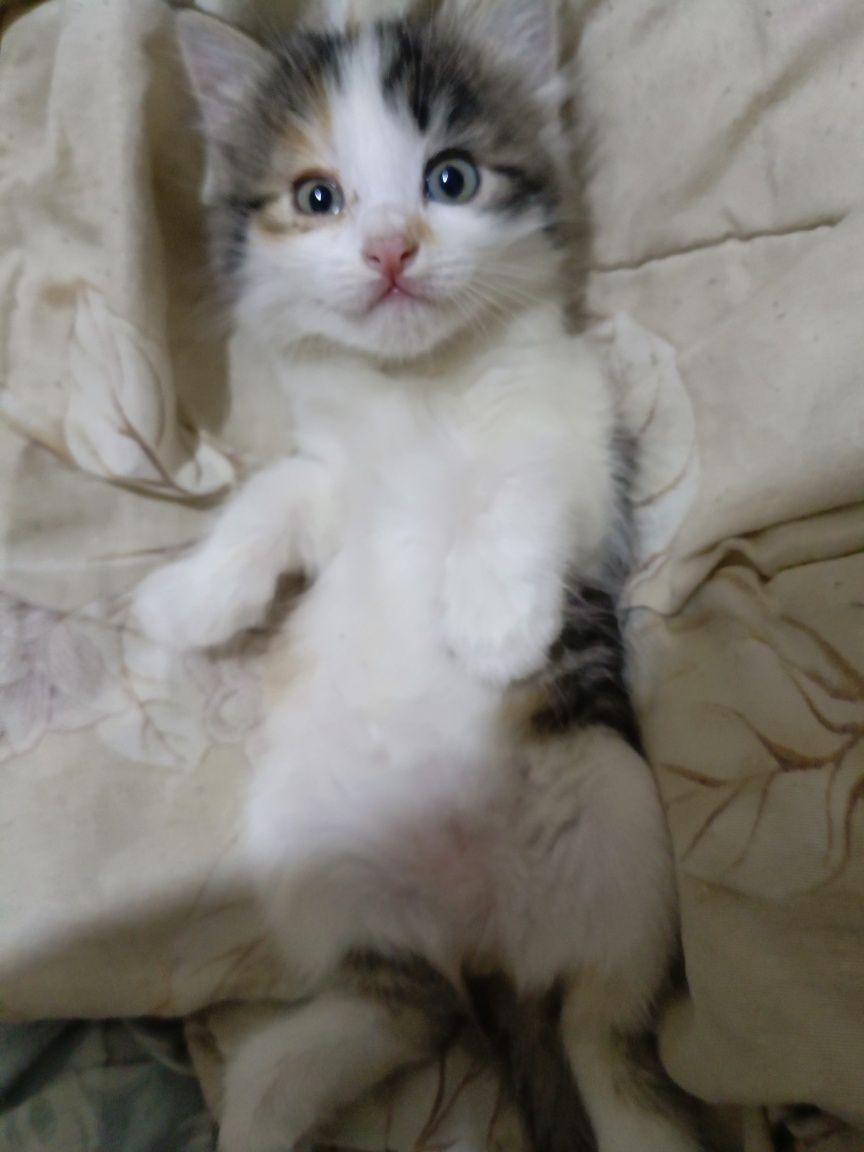 Mushukchalar sotiladi Angora bolalari oʻyinqaroq toza mushukchalar