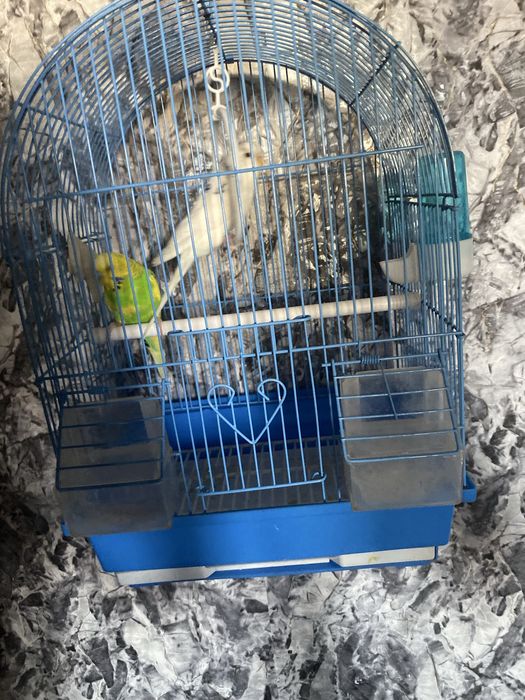 Попугаи пара с клеткой