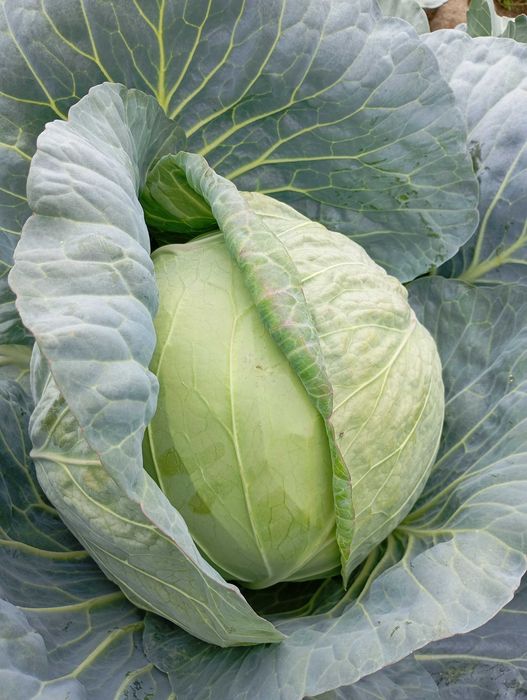 Продавам зеле Чиърс на едро