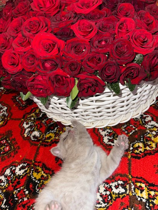 Skotish fold Toza zot