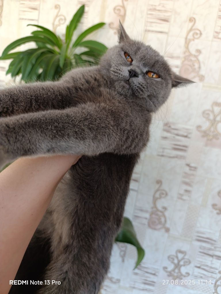 Срочно. Мраморный Скоттиш Фолд Красавчик