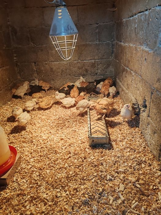 Pui de țară colorați