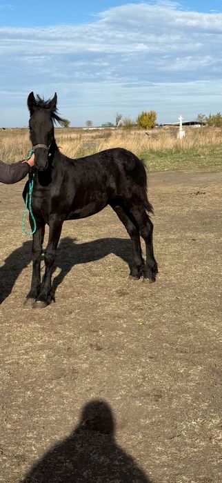 Mânz Frizian 7 luni