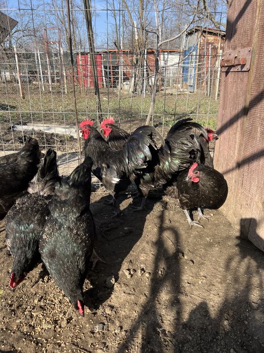 Ofer spre vanzare din tineret de anul trecut .