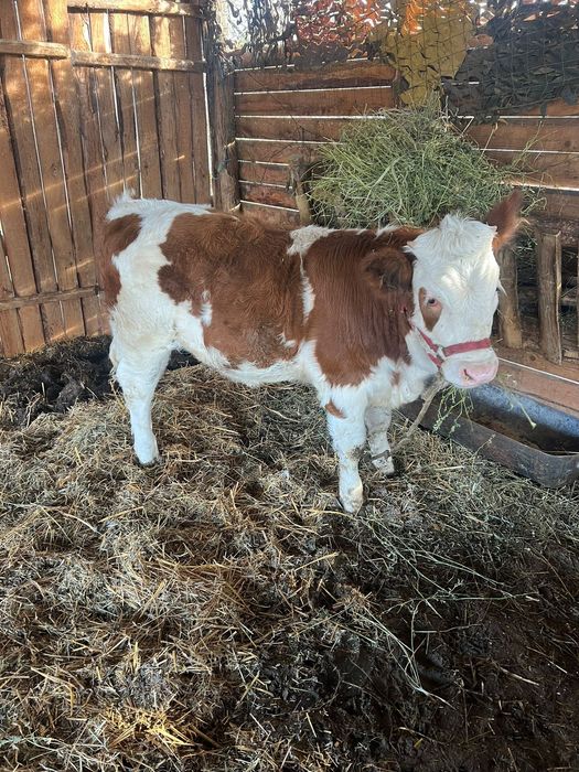 Vitea bălțată românească