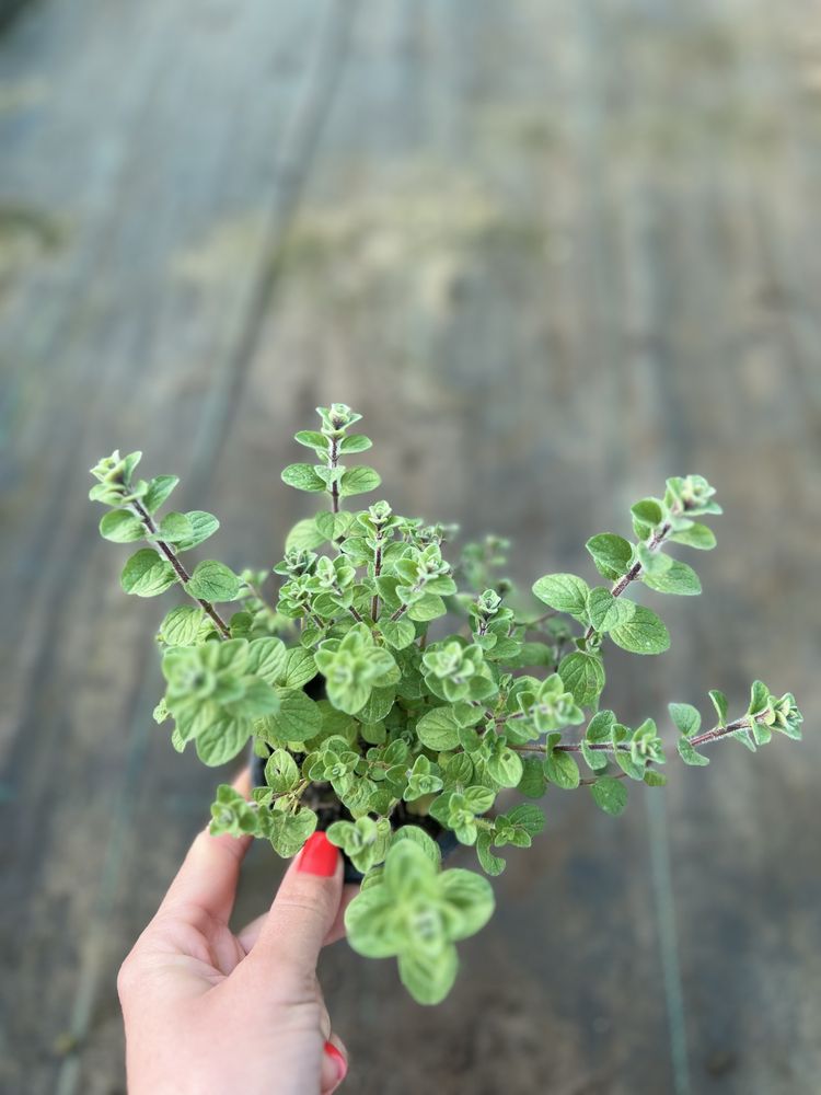 Plante aromatice la ghiveci