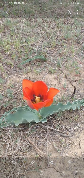 Продаётся участок 7,5 соток.сабалак.