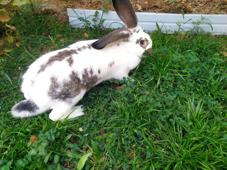 Куён сотилади / Продаётся кролики