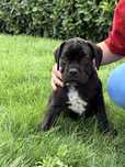 Catelusa cane corso 9 saptamani, femela, neagra