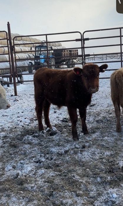 9 подсосных бычков