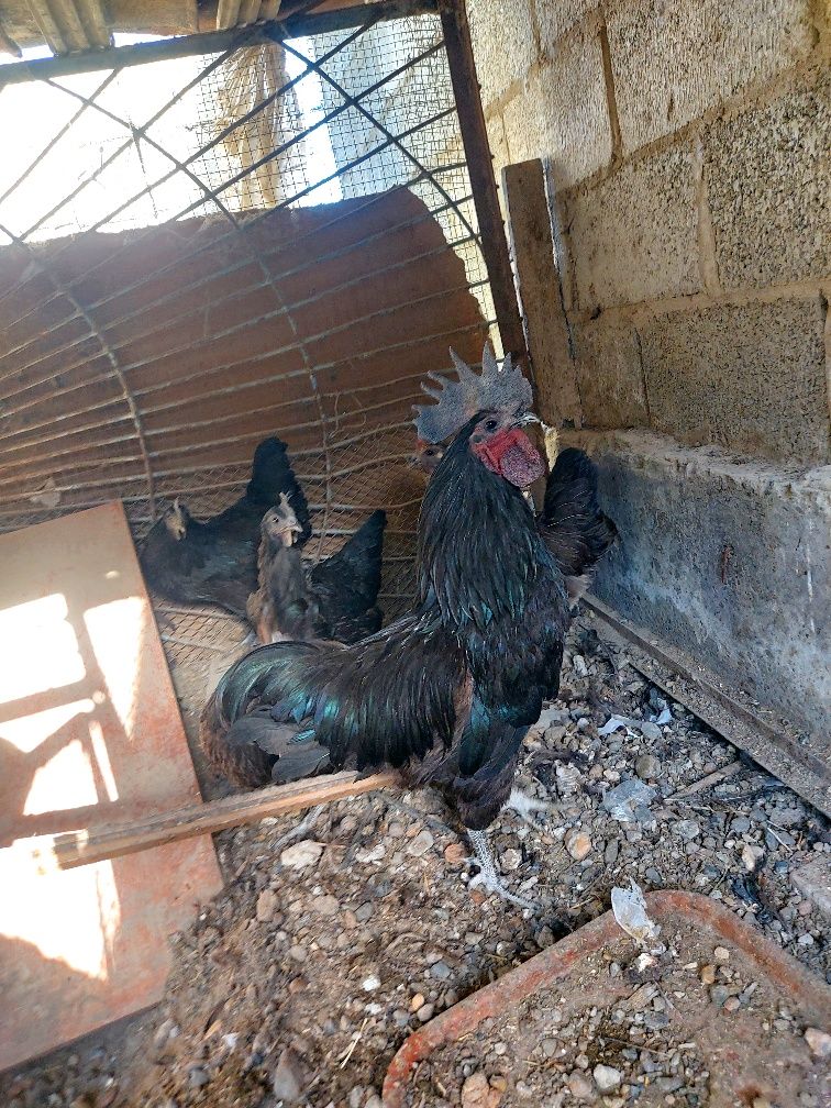 Ухой товуклар опши 5та