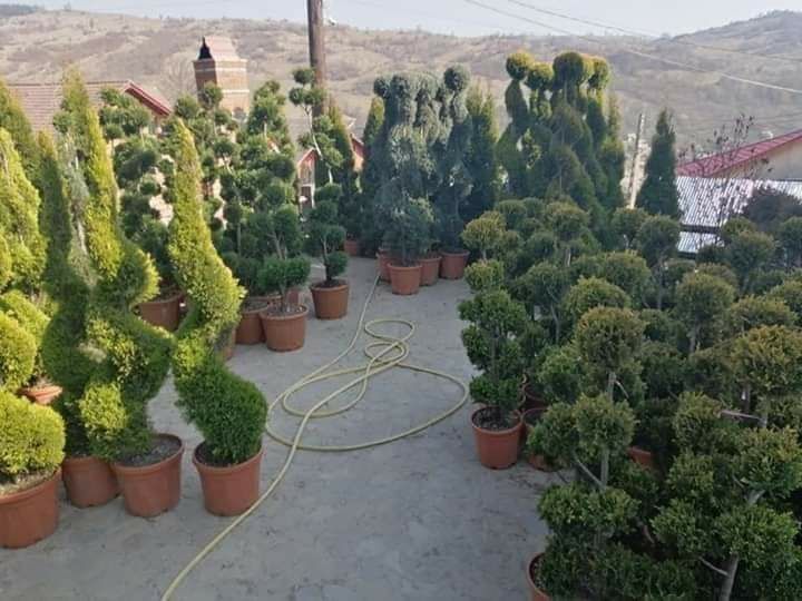 Plante ornamentale vand și amenajez