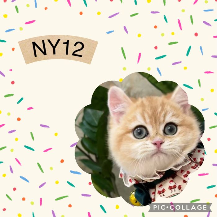 Золотая шиншилла