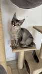 Pisică Maine Coon femelă cu pedigree – vasta 6 luni