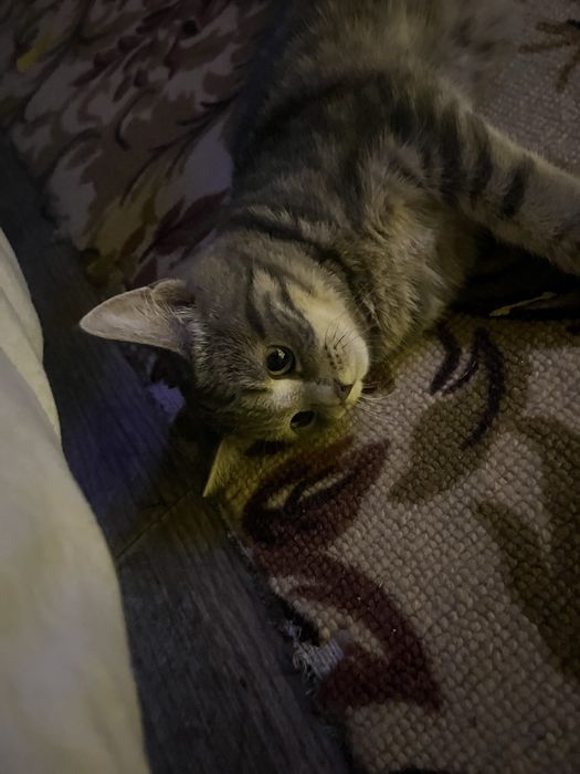 Отдам ласковую кошечку