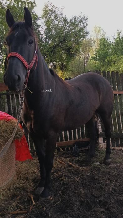 Cal castrat  mai multe detalii in privat