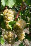 Vand Struguri de Vin