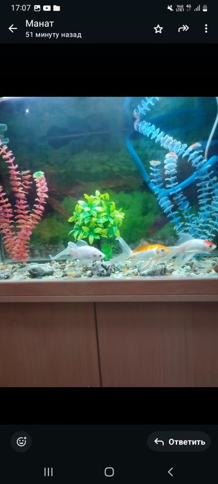 Продам аквариум со шкафом в хорошем состоянии 180л.вмещается.