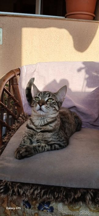 Donez pisicuța cuminte si iubitoare.