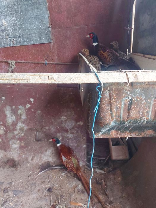 Павлины фазаны и лимонный фазанов