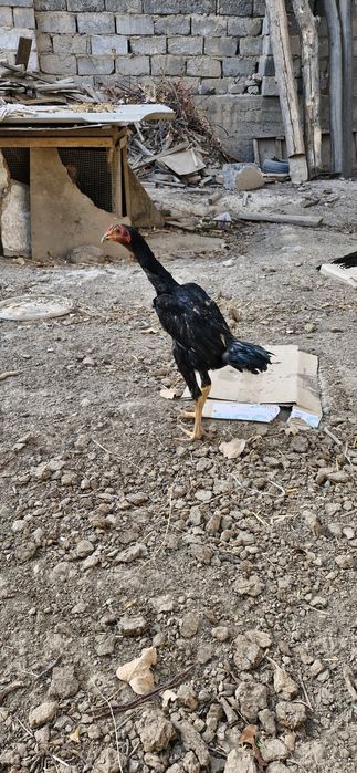 жужа 4ой декан      хуруз