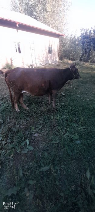Shvet 2 qoringa 7 oylik bugoz