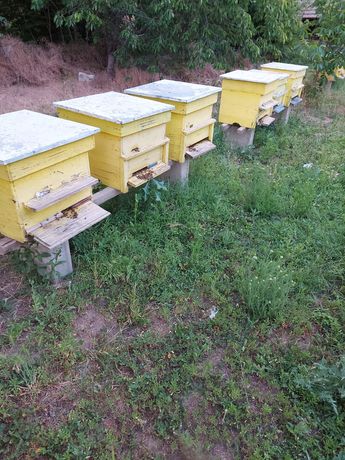 Пчелни кошери_12 рамкови