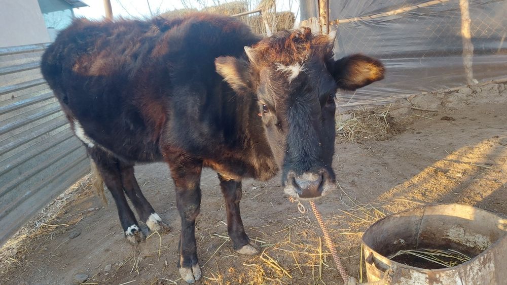 Сигир Мол сотилади