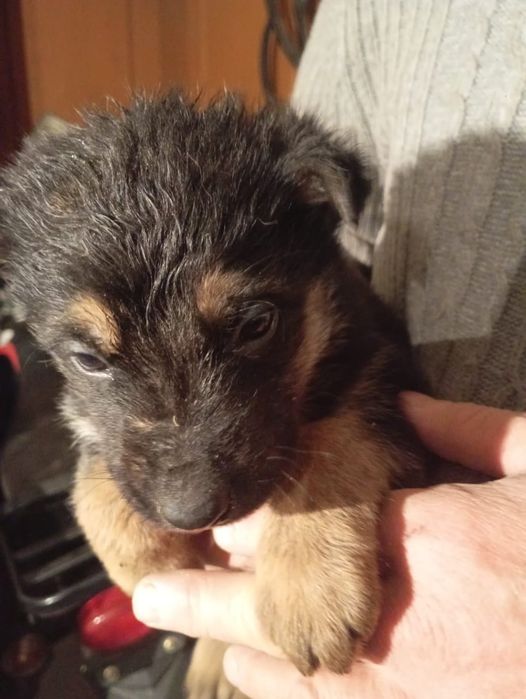 Отдам щенят в хорошие руки