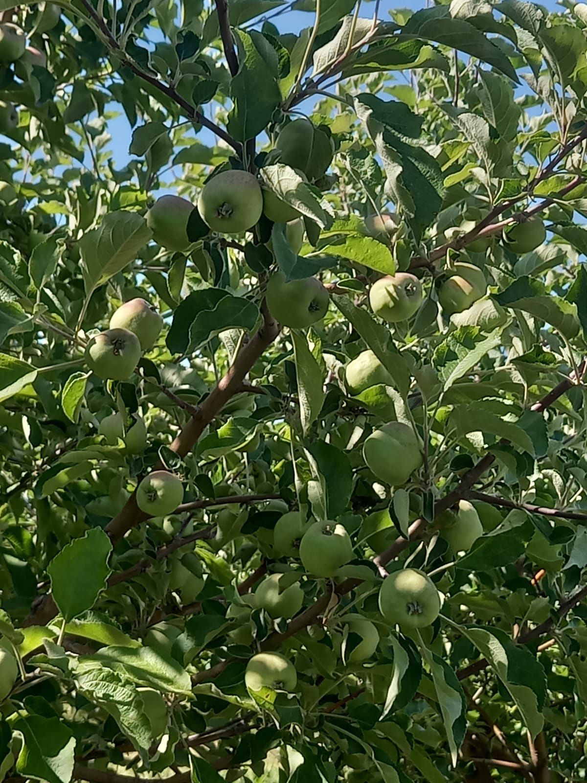 Продам яблоневый сад