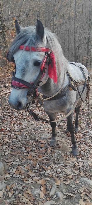 Vând armăsar de 4 ani