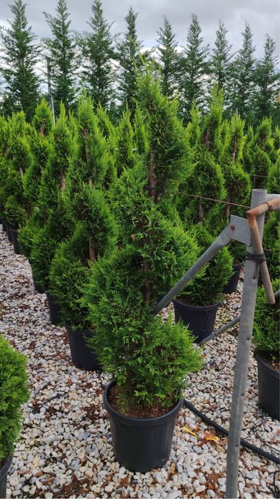 Plante ornamentale