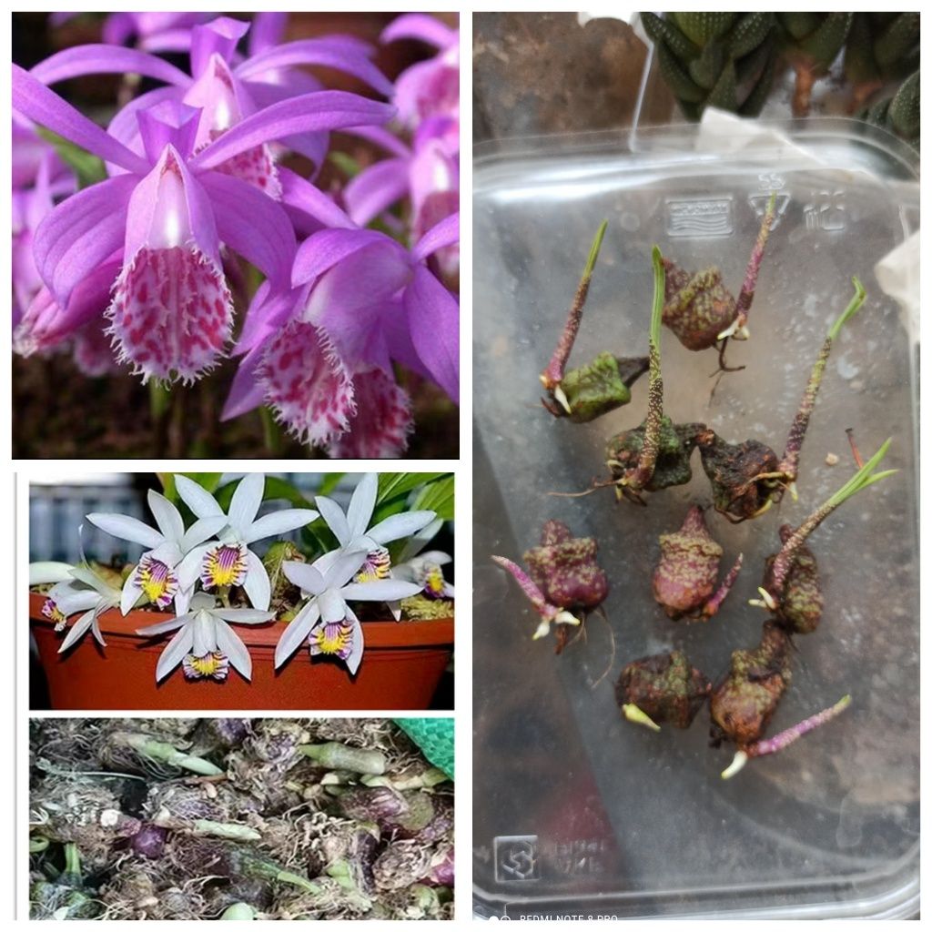 Мини орхидея, Плейоне, Pleione limprichtii
Растение